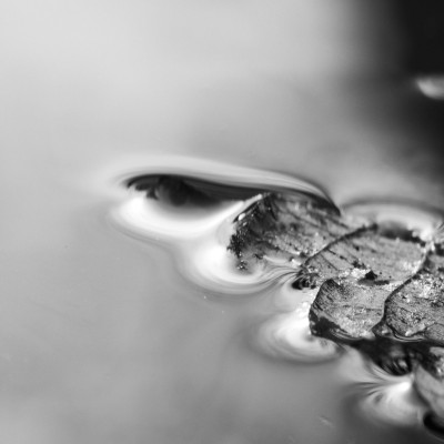 A black and white picture of the close up of a leaf.