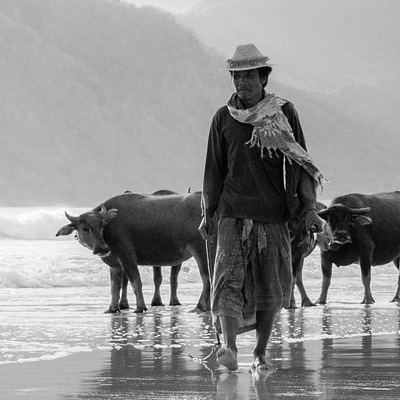 A black and white picture of a man guiding buffalos.